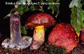Imperator rhodopurpureus f.polypurpureus-amf357